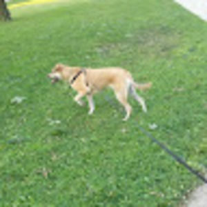 Meet your Posher, Alex